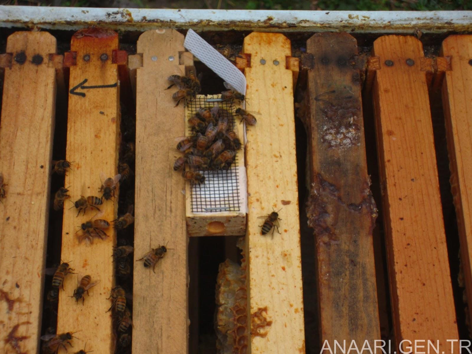 ana arı verme yöntemleri 5