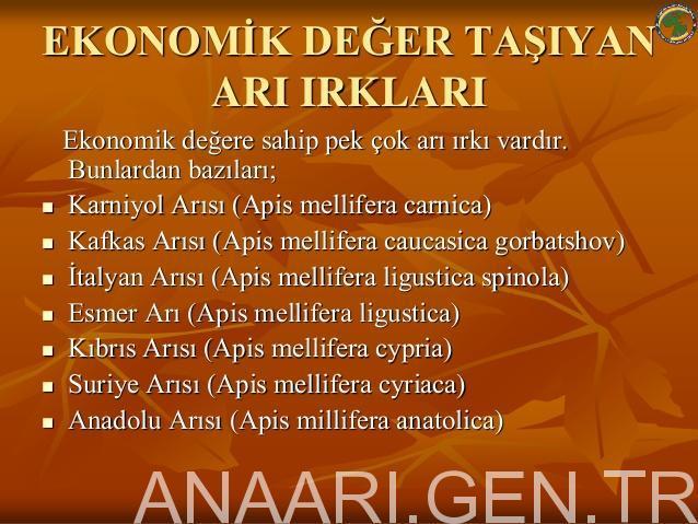ekonomik-deger-tasiyan-ari-irklari