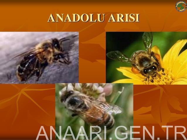 anadolu arısı