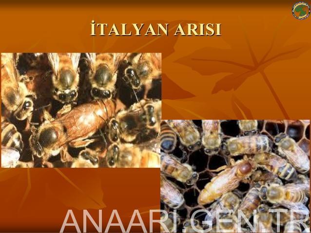 italyan arısı