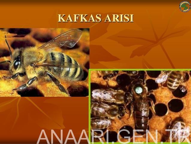 kafkas arısı