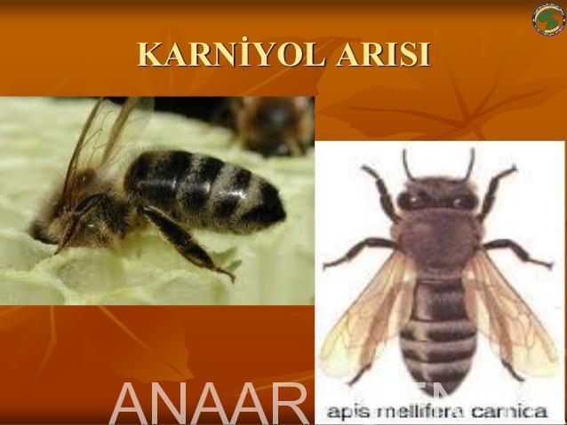 karniyol arısı