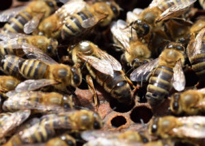 anadolu ana arısı 2