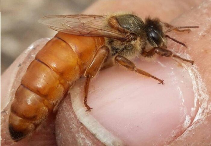 italyan ana arı italyan ana arı