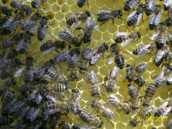 Kafkas Ana Arısının Özellikleri 3