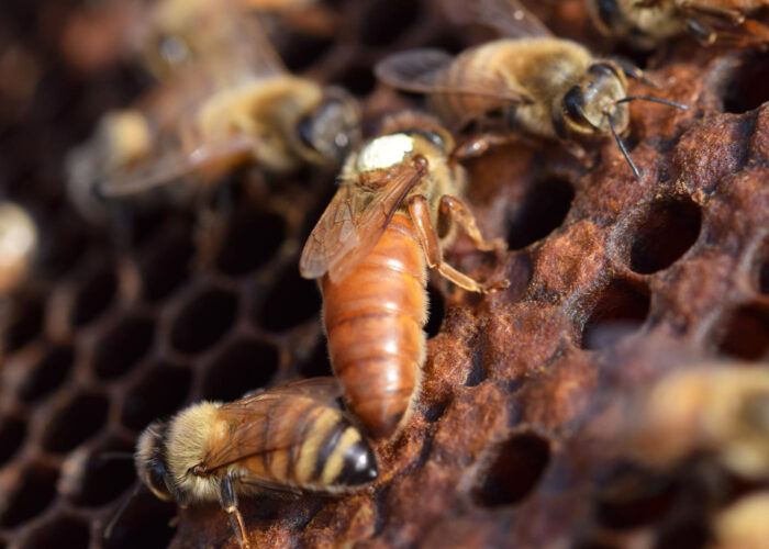 italyan ana arı 1 italyan ana arı 1