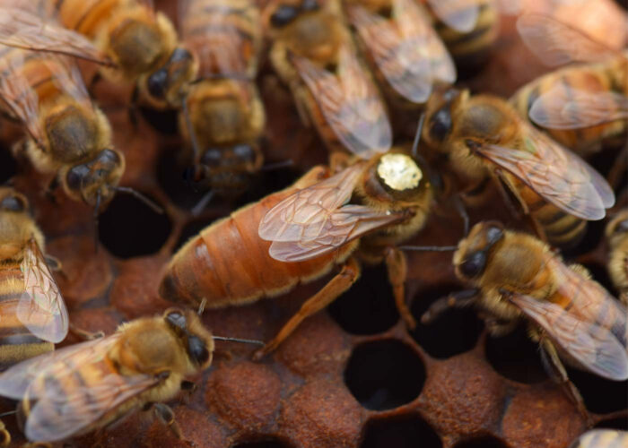 italyan ana arı 3 italyan ana arı 3