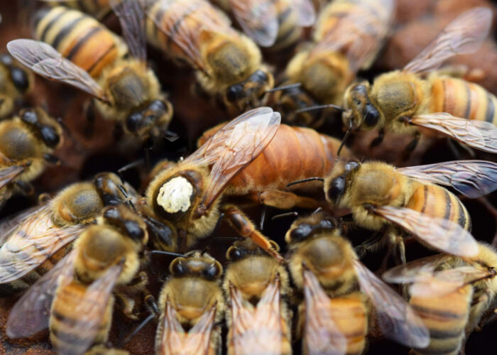 italyan ana arı 4 italyan ana arı 4