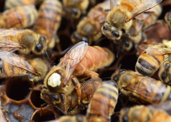 italyan ana arı 5 italyan ana arı 5