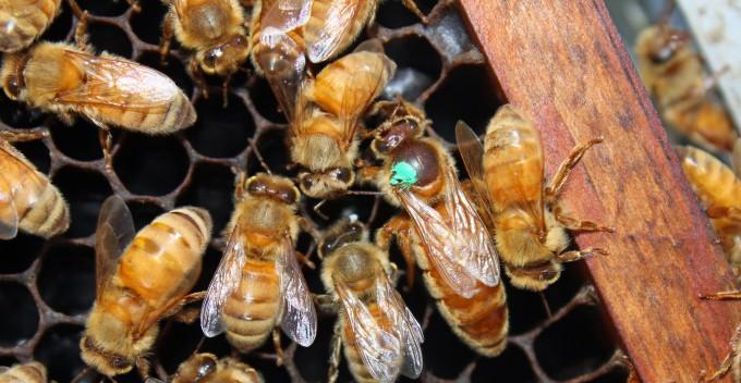 italyan ana arısının özellikleri 1