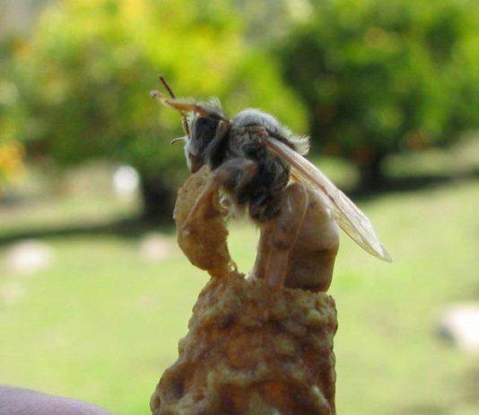 ana arı yumurtlamayı etkileyen etkenler