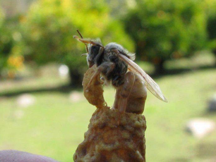 ana arı yumurtlamayı etkileyen etkenler