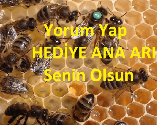 hediye ana arı