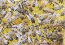 ana arı bitirici kolonisi oluşturma