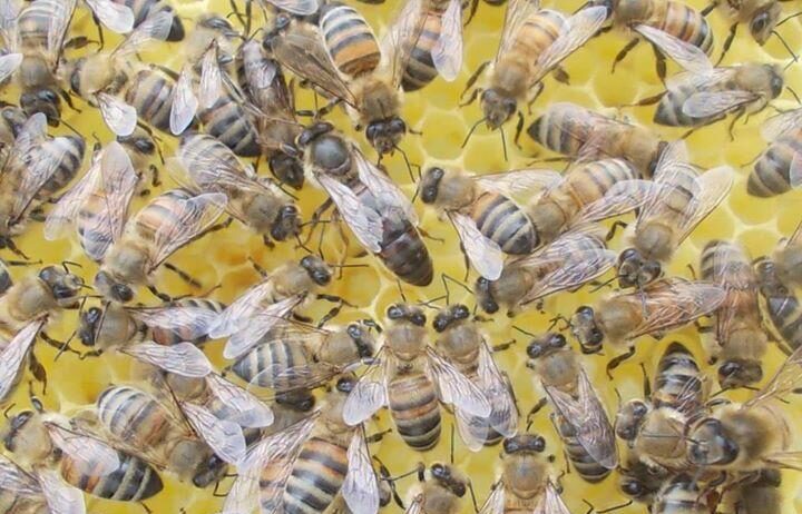 ana arı bitirici kolonisi oluşturma