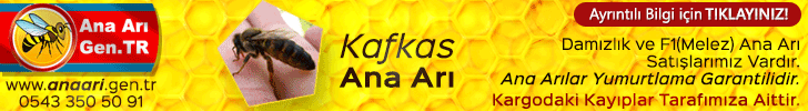 Karniyol Ana Arı