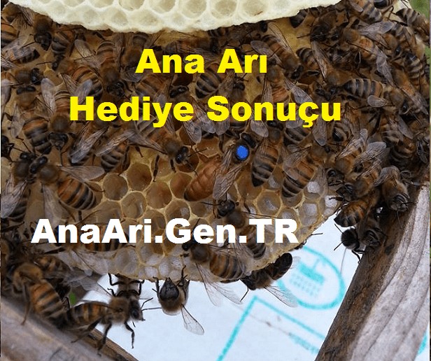 ana arı hediye sonuçu