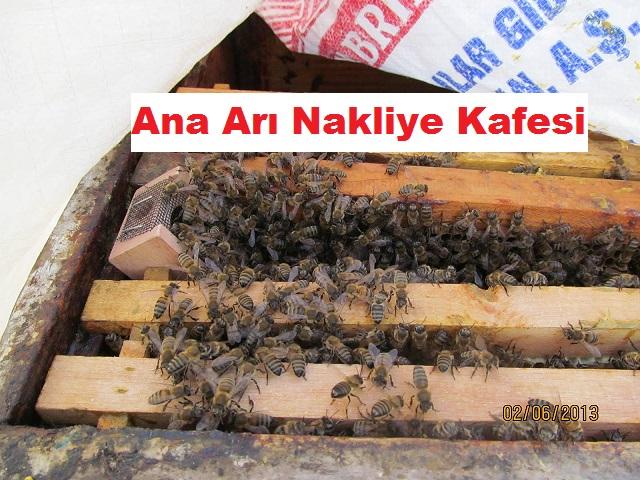 Ana Arı Nakliye Kafesi