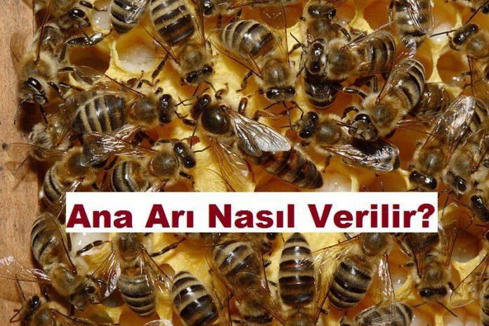 Ana Arı Nasıl Verilir