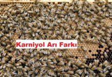 Karniyol Arı Farkı