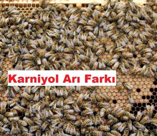 Karniyol Arı Farkı