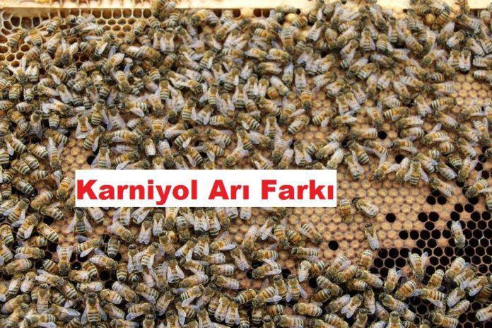 Karniyol Arı Farkı