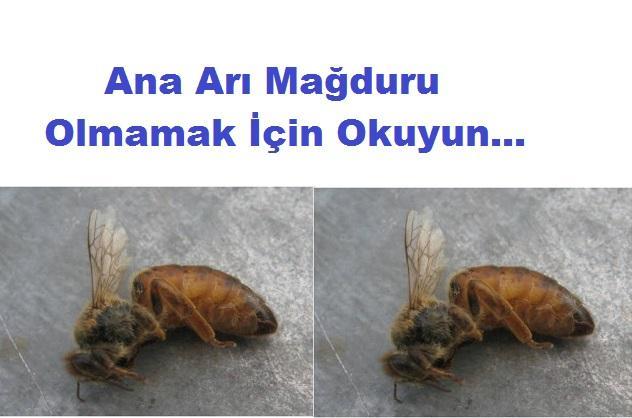 ana arı mağduru olmamak için