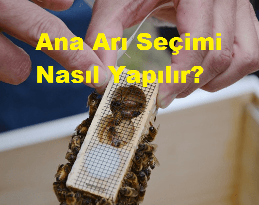 Ana Arı Seçimi Nasıl Yapılır?