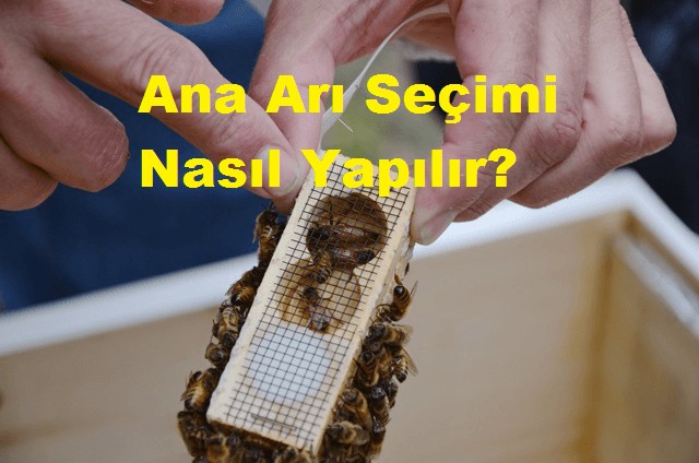 Ana Arı Seçimi Nasıl Yapılır?