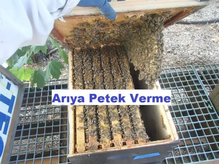 Arıya Petek Verme