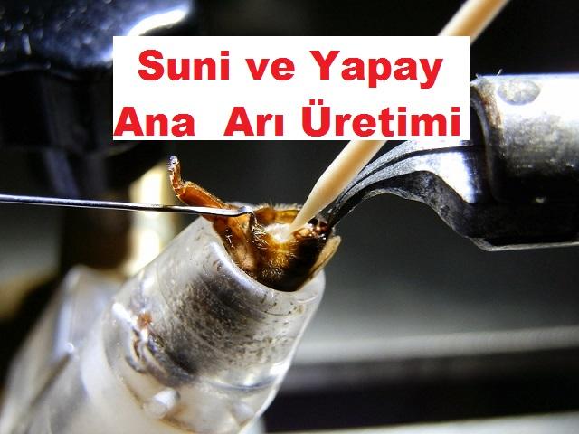 Suni ve Yapay Ana Arı Üretimi
