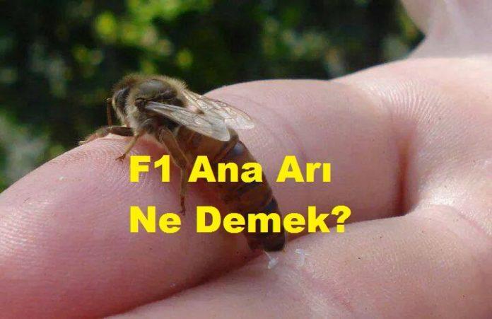 F1 Ana Arı Ne Demek