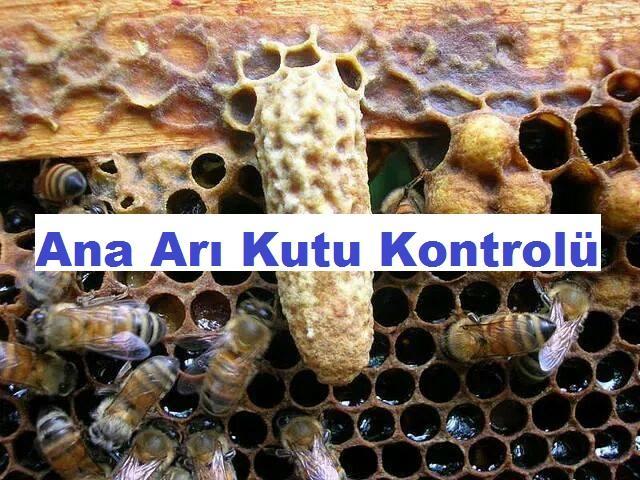 Ana Arı Kutu Kontrolü