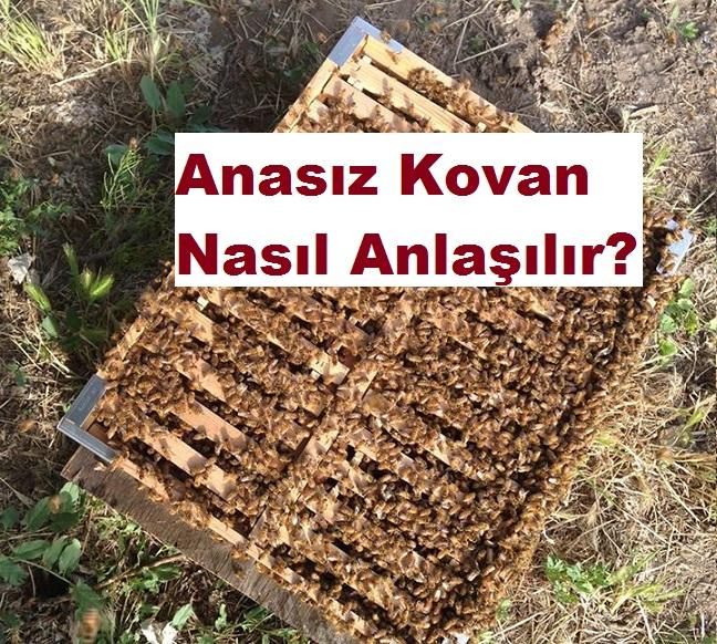 Anasız Kovan Nasıl Anlaşılır