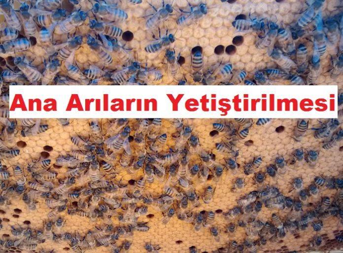 Ana Arıların Yetiştirilmesi