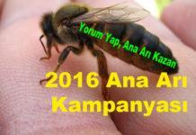 2016 ana arı kampanyası
