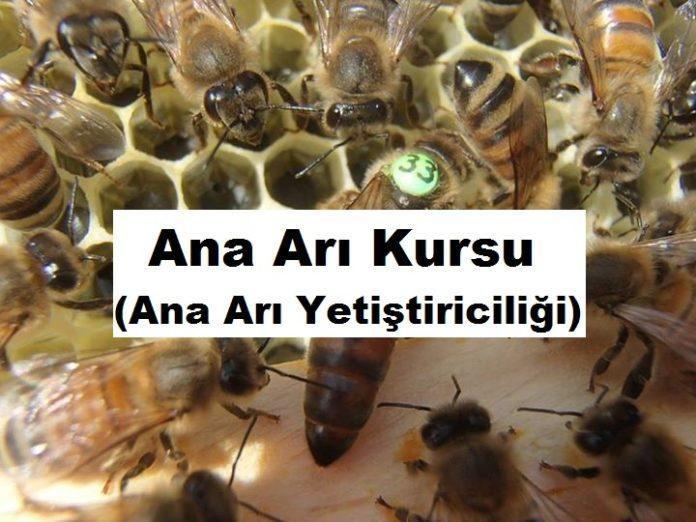 ana arı kursu