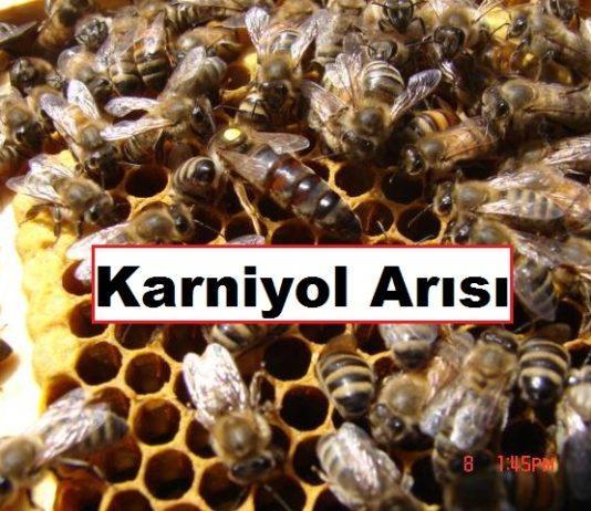 karniyol arısı