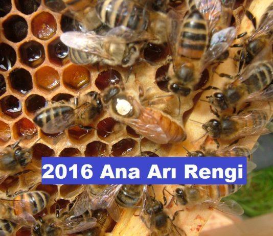 2016 ana arı renk