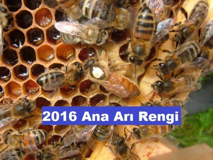 2016 ana arı renk