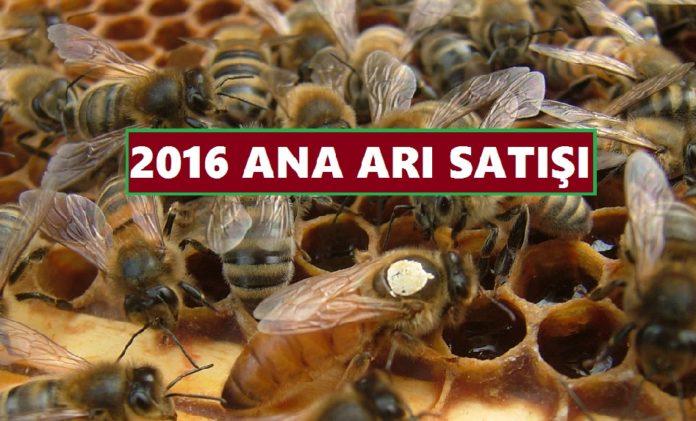 2016 ana arı satışı