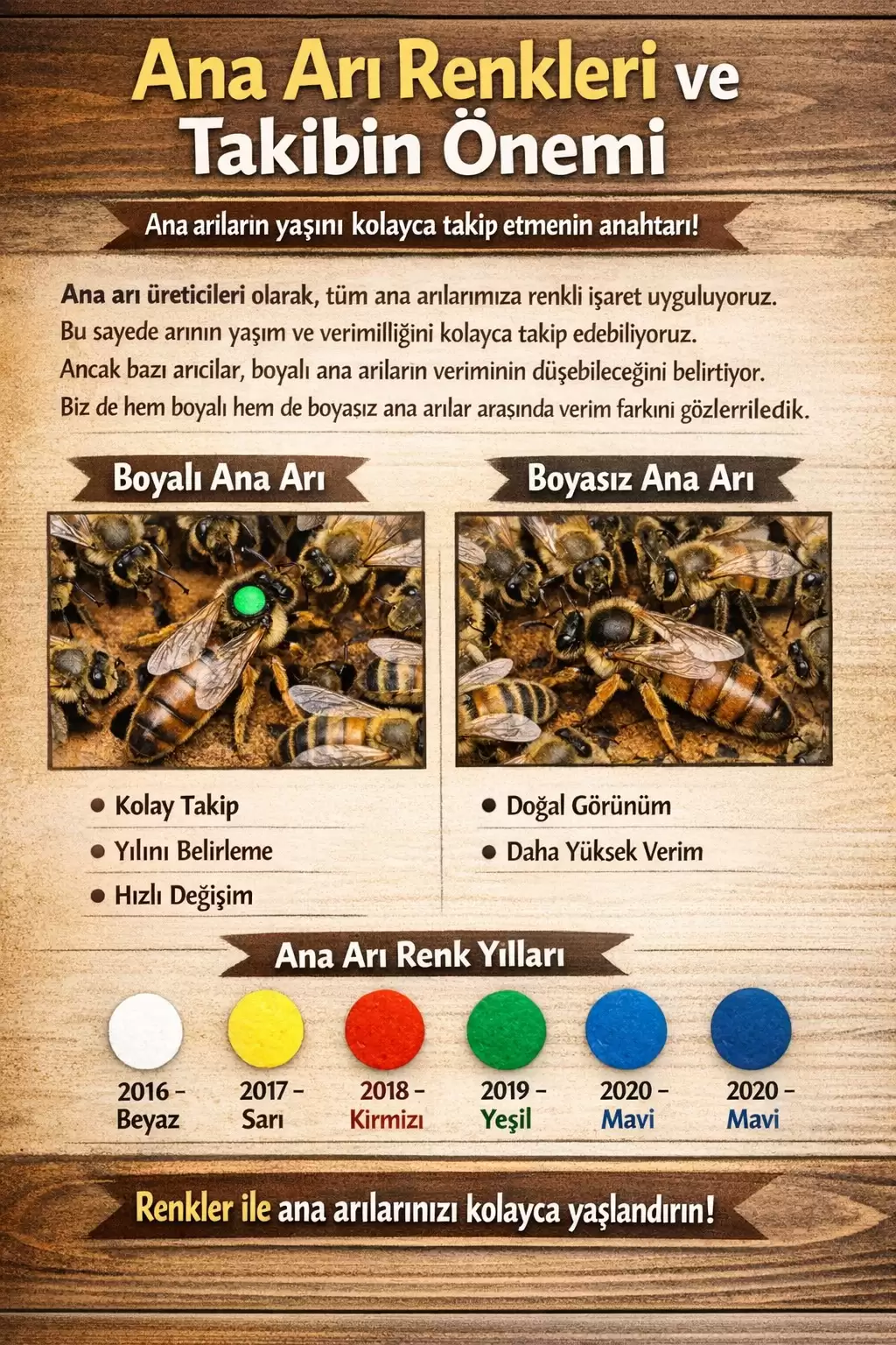 Arıcılıkta Ana Arı Renkleri 3