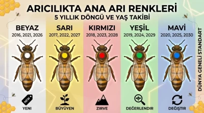 Arıcılıkta Ana Arı Renkleri