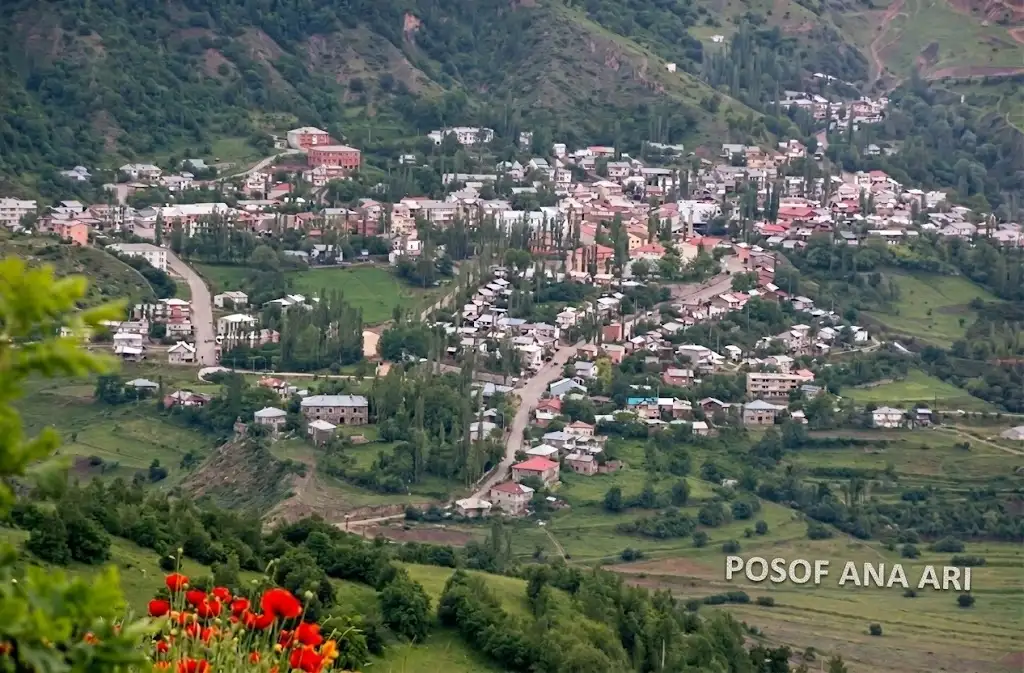Posof Ana Arı 2