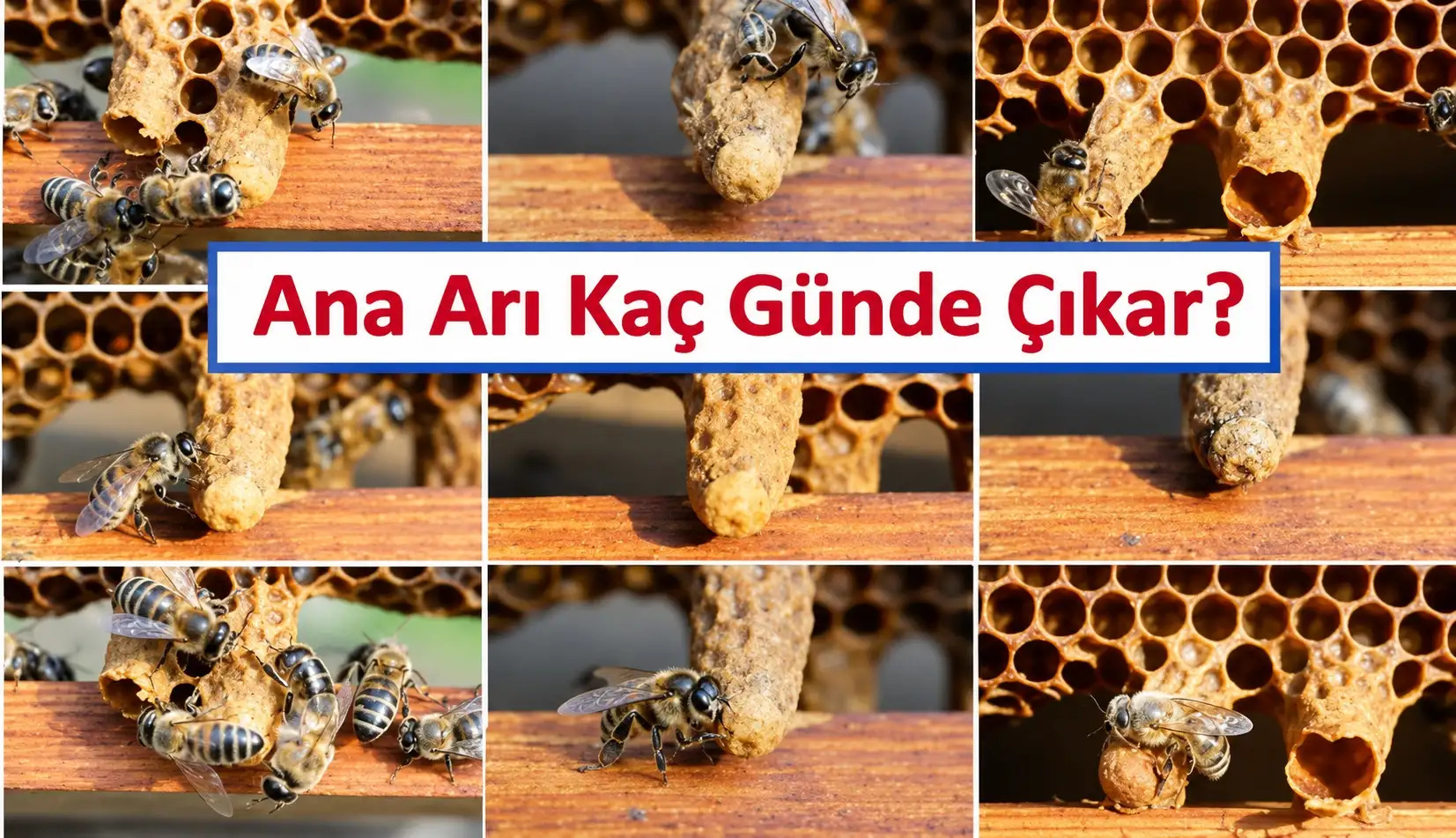 Ana Arı Kaç Günde Çıkar