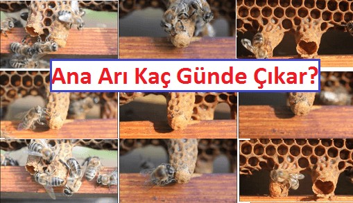 ana arı kaç günde çıkar