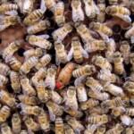 ana arı fiyatları 1