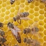 ana arı fiyatları 2