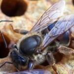 ana arı fiyatları 3