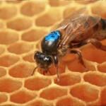 ana arı fiyatları 4